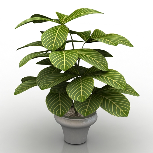plant scheffler flowerpot 3D Model Preview #5913940a