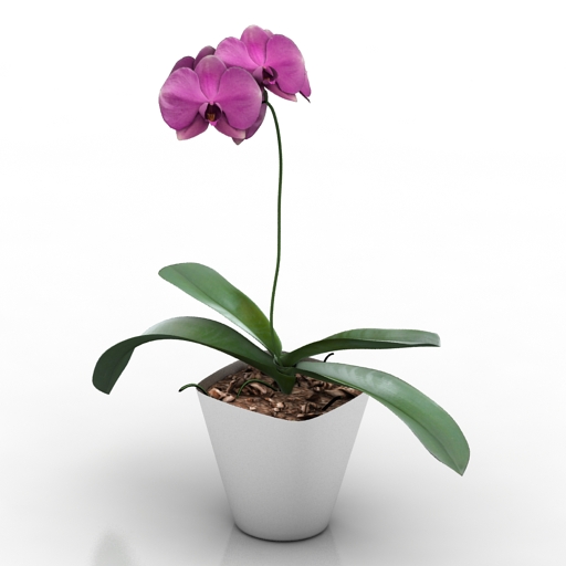 Plant Phalaenopsis Orchid 3D Model Preview #a2df833a