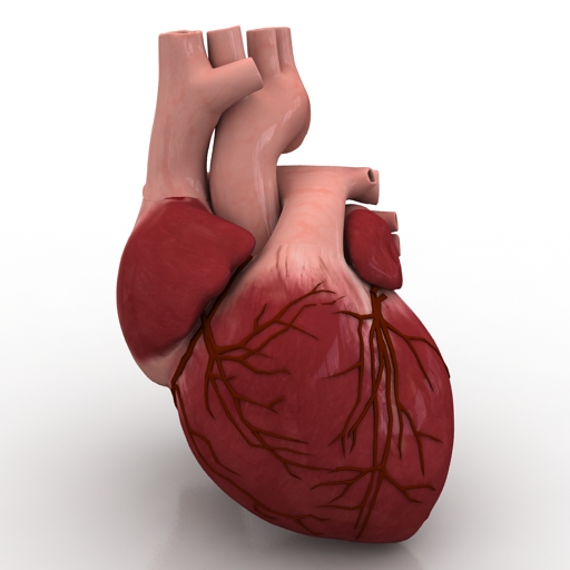 Heart human 3D Model Preview #9419cab1