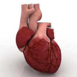 Heart human N080722 - 3D model (*.gsm+*.obj+*.3ds) for interior 3d  visualization. | People & Body Parts