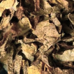 Alga