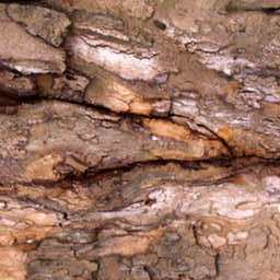 Bark