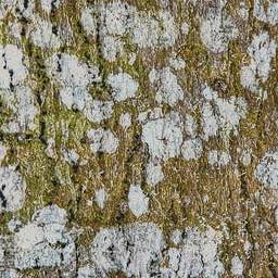 Bark