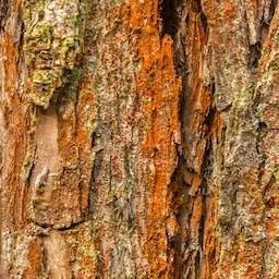 Bark