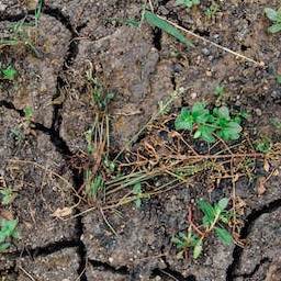 Ground