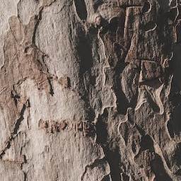 Bark