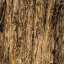 Bark