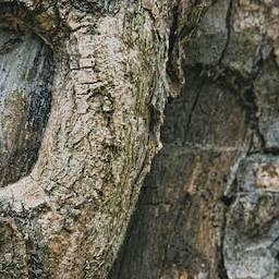 Bark