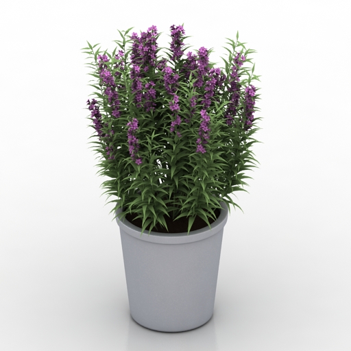 plant angelface pin pot 3D Model Preview #7c49cce2