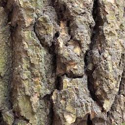 Bark