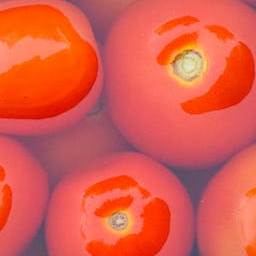 Tomato