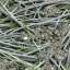 Grass