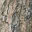 Bark