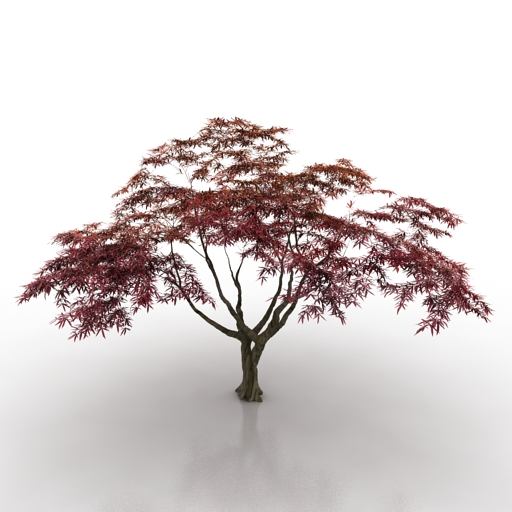 Tree Japanese maple 3D Model Preview #ee6ee750