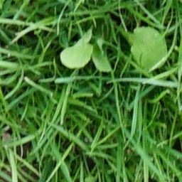 Grass