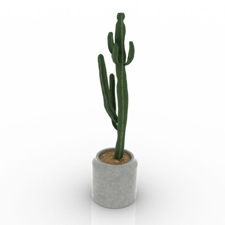 euphorbia cactus 3D Model Preview #7fd66db8