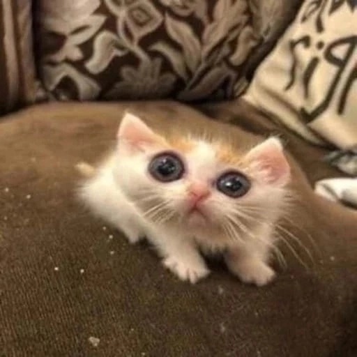 Ivan