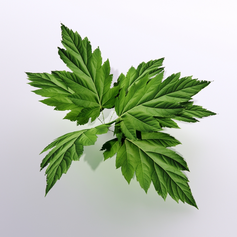 Leafs